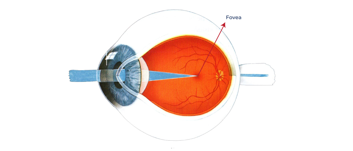 Illustration of the fovea, a small central depression in the retina of the eye, surrounded by a ring of cells and labeled with its name